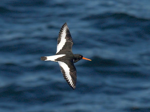 Meriharakka, Eurasian Oystercatcher, Haematopus ostralegus